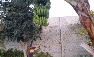 TERRENO  en Condominio Para Tu Casa Huerta