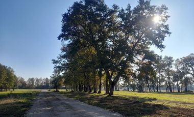 Hermosas Parcelas en Villarrica con crédito directo cuotas desde $ 388.000 aprox.