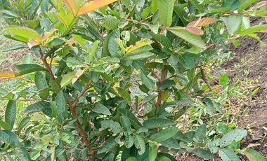 VENDO CASA FINCA CON COMPRAVENTA, BIEN BARATA EN MARINILLA ANTIOQUIA.