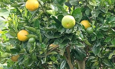 VENDO CASA FINCA CON COMPRAVENTA, BIEN BARATA EN MARINILLA ANTIOQUIA.