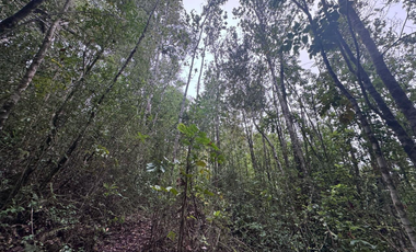 Terreno en Venta 5000M2 – Parcelación Santuario de Licarayén, Puerto Varas