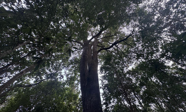 Terreno en Venta 5000M2 – Parcelación Santuario de Licarayén, Puerto Varas