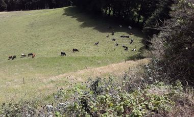 VENTA HACIENDA LECHERA Y GANADERA LUPAXI - GUAYAS