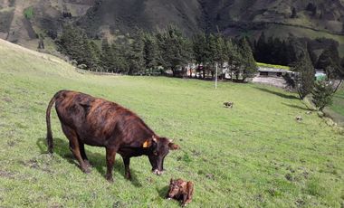 VENTA HACIENDA LECHERA Y GANADERA LUPAXI - GUAYAS