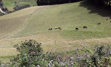 VENTA HACIENDA LECHERA Y GANADERA LUPAXI - GUAYAS