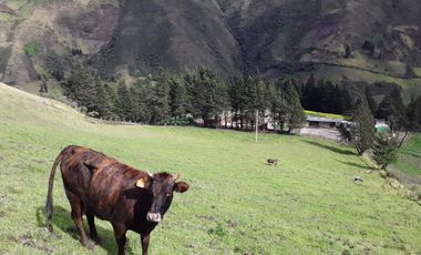 VENTA HACIENDA LECHERA Y GANADERA LUPAXI - GUAYAS