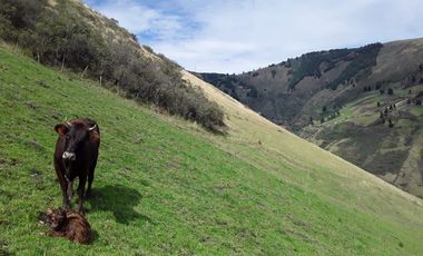 VENTA HACIENDA LECHERA Y GANADERA LUPAXI - GUAYAS