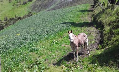 VENTA HACIENDA LECHERA Y GANADERA LUPAXI - GUAYAS