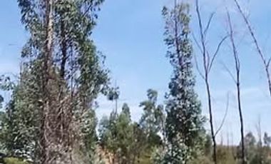 Se renta o vende terreno en Juventino rosas