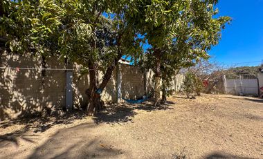 Lote Ciruela