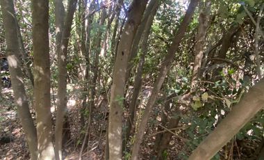 Se venden casi 2 hectareas en san francisco de mostazal