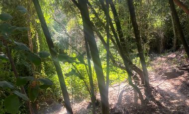 Se venden casi 2 hectareas en san francisco de mostazal