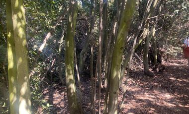 Se venden casi 2 hectareas en san francisco de mostazal
