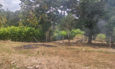 Lotes titulados Sunarp , con ARBOLES Y PASTO (cercado y con servicios)