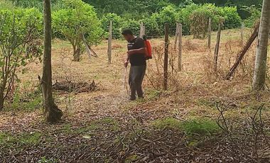 Lotes titulados Sunarp , con ARBOLES Y PASTO (cercado y con servicios)