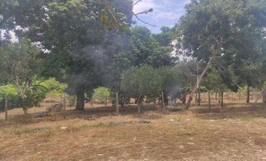 Lotes titulados Sunarp , con ARBOLES Y PASTO (cercado y con servicios)