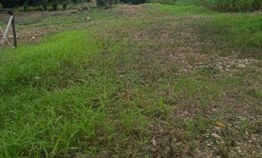 Lotes titulados Sunarp , con ARBOLES Y PASTO (cercado y con servicios)