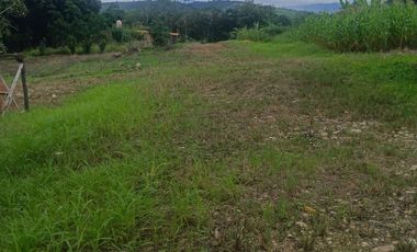 Lotes titulados Sunarp , con ARBOLES Y PASTO (cercado y con servicios)