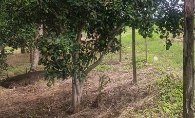 Lotes titulados Sunarp , con ARBOLES Y PASTO (cercado y con servicios)