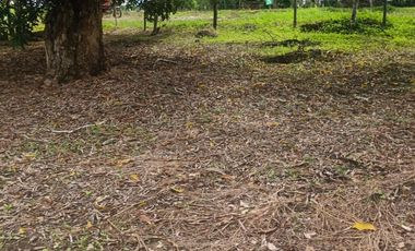 Lotes titulados Sunarp , con ARBOLES Y PASTO (cercado y con servicios)