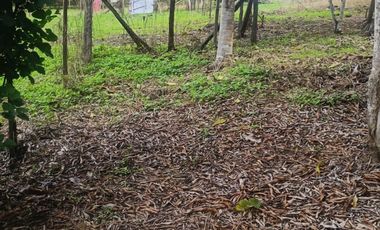 Lotes titulados Sunarp , con ARBOLES Y PASTO (cercado y con servicios)
