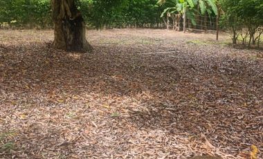 Lotes titulados Sunarp , con ARBOLES Y PASTO (cercado y con servicios)