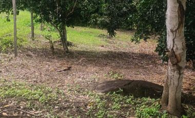 Lotes titulados Sunarp , con ARBOLES Y PASTO (cercado y con servicios)