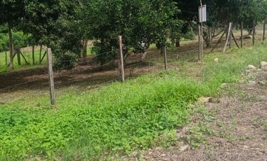Lotes titulados Sunarp , con ARBOLES Y PASTO (cercado y con servicios)