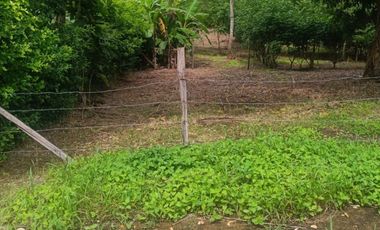 Lotes titulados Sunarp , con ARBOLES Y PASTO (cercado y con servicios)
