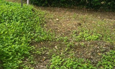 Lotes titulados Sunarp , con ARBOLES Y PASTO (cercado y con servicios)