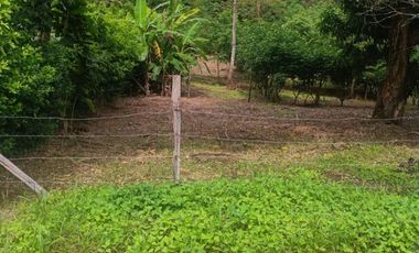 Lotes titulados Sunarp , con ARBOLES Y PASTO (cercado y con servicios)