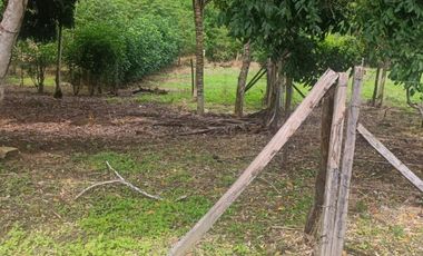 Lotes titulados Sunarp , con ARBOLES Y PASTO (cercado y con servicios)
