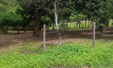 Lotes titulados Sunarp , con ARBOLES Y PASTO (cercado y con servicios)