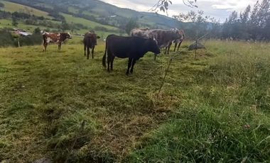 SE VENDE FINCA GANADERA Y AGRICOLA EN ARCABUCO BOYACA