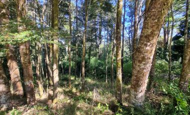 Parcela con Bosque y Orilla de Río Cayumapu