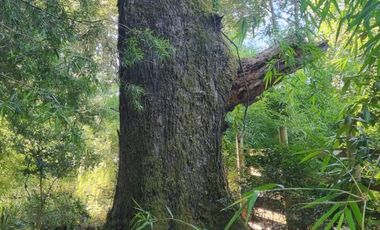Parcela con Bosque y Orilla de Río Cayumapu