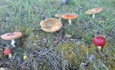 Parcela con Bosque y Orilla de Río Cayumapu