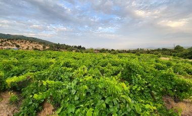 Parcela rodeada de viñas con vista única al valle del Maule - San Javier