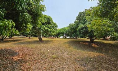 Most beautiful plot in Mae Chan District!! 76 Rai 1 Ngan 62 Sq.W Land for SALE with Natural Mountain Views, Perfect for a Luxury Resort! Near Pa Tueng