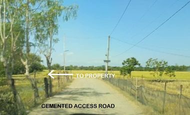 2.9 hectares (29,157 sqms) Agricultural lot for sale in Sto Domingo, Nueva Ecija