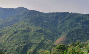 EN VENTA FINCA CAFETERA DE 120 CUADRAS EN SANTUARIO,RISARALDA