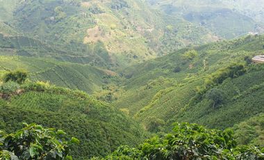 EN VENTA FINCA CAFETERA DE 120 CUADRAS EN SANTUARIO,RISARALDA