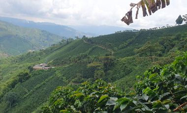 EN VENTA FINCA CAFETERA DE 120 CUADRAS EN SANTUARIO,RISARALDA
