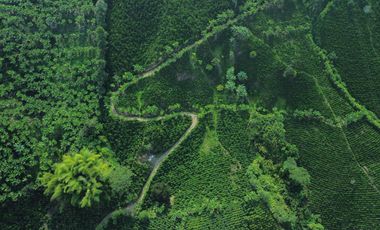 EN VENTA FINCA CAFETERA DE 120 CUADRAS EN SANTUARIO,RISARALDA