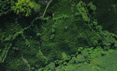 EN VENTA FINCA CAFETERA DE 120 CUADRAS EN SANTUARIO,RISARALDA