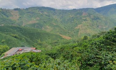 EN VENTA FINCA CAFETERA DE 120 CUADRAS EN SANTUARIO,RISARALDA