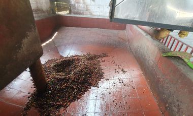 EN VENTA FINCA CAFETERA DE 120 CUADRAS EN SANTUARIO,RISARALDA