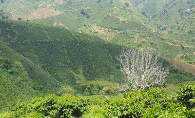 EN VENTA FINCA CAFETERA DE 120 CUADRAS EN SANTUARIO,RISARALDA