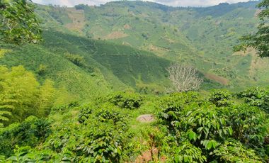 EN VENTA FINCA CAFETERA DE 120 CUADRAS EN SANTUARIO,RISARALDA