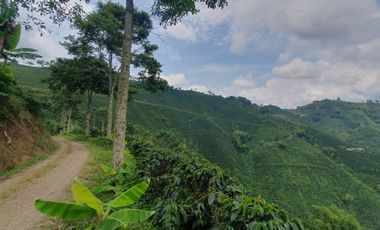 EN VENTA FINCA CAFETERA DE 120 CUADRAS EN SANTUARIO,RISARALDA